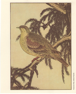 PEACOCK PINE, GREEN PIGEON